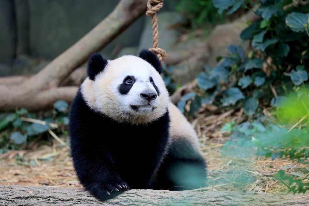Panda Mandai Wildlife Reserve Singapore