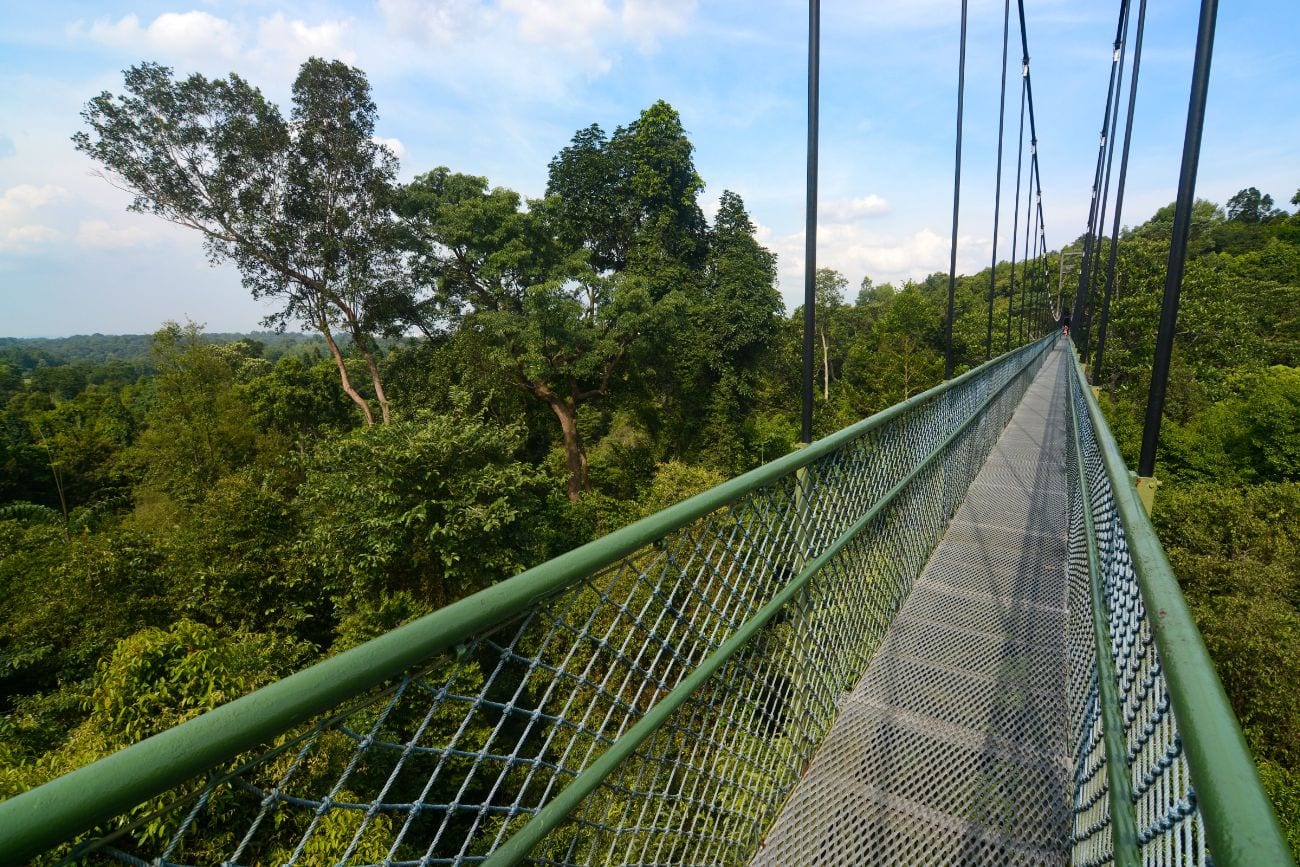 100 Things To Do In Singapore: Dive Into Unforgettable Experiences 13 MacRitchie Reservoir Treetop Walk