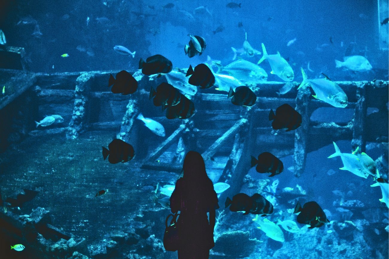 100 Things To Do In Singapore: Dive Into Unforgettable Experiences 9 S.E.A Aquarium Wreckage Singapore