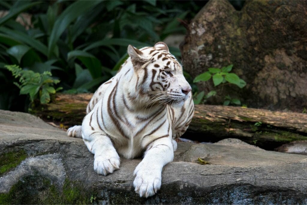 White Tiger Singapore Zoo