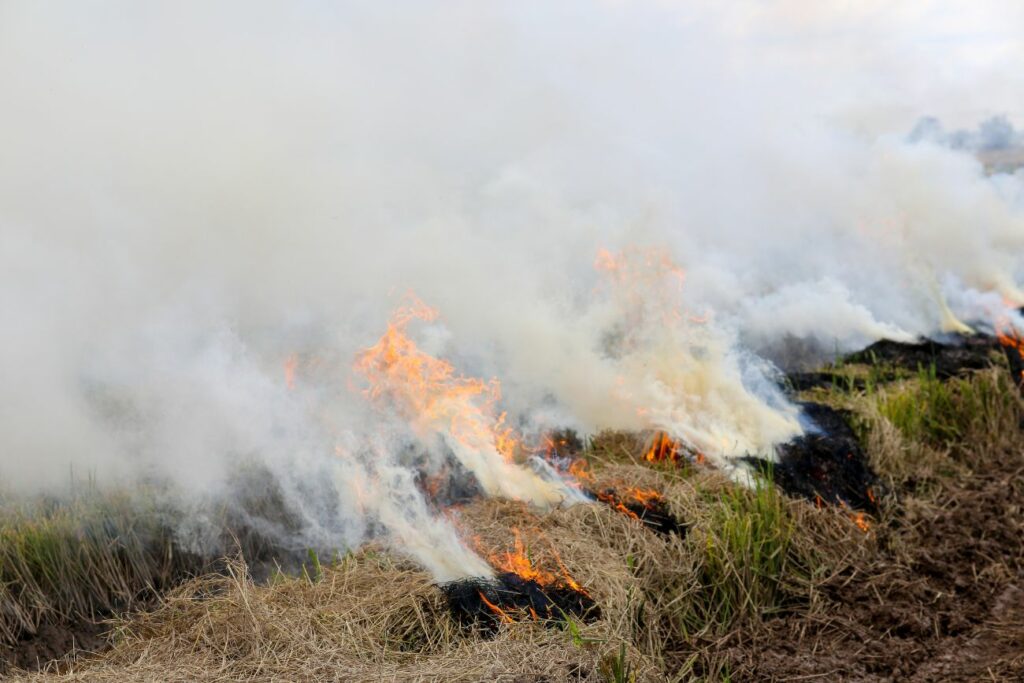 Burning Straws Harvested Paddy Field