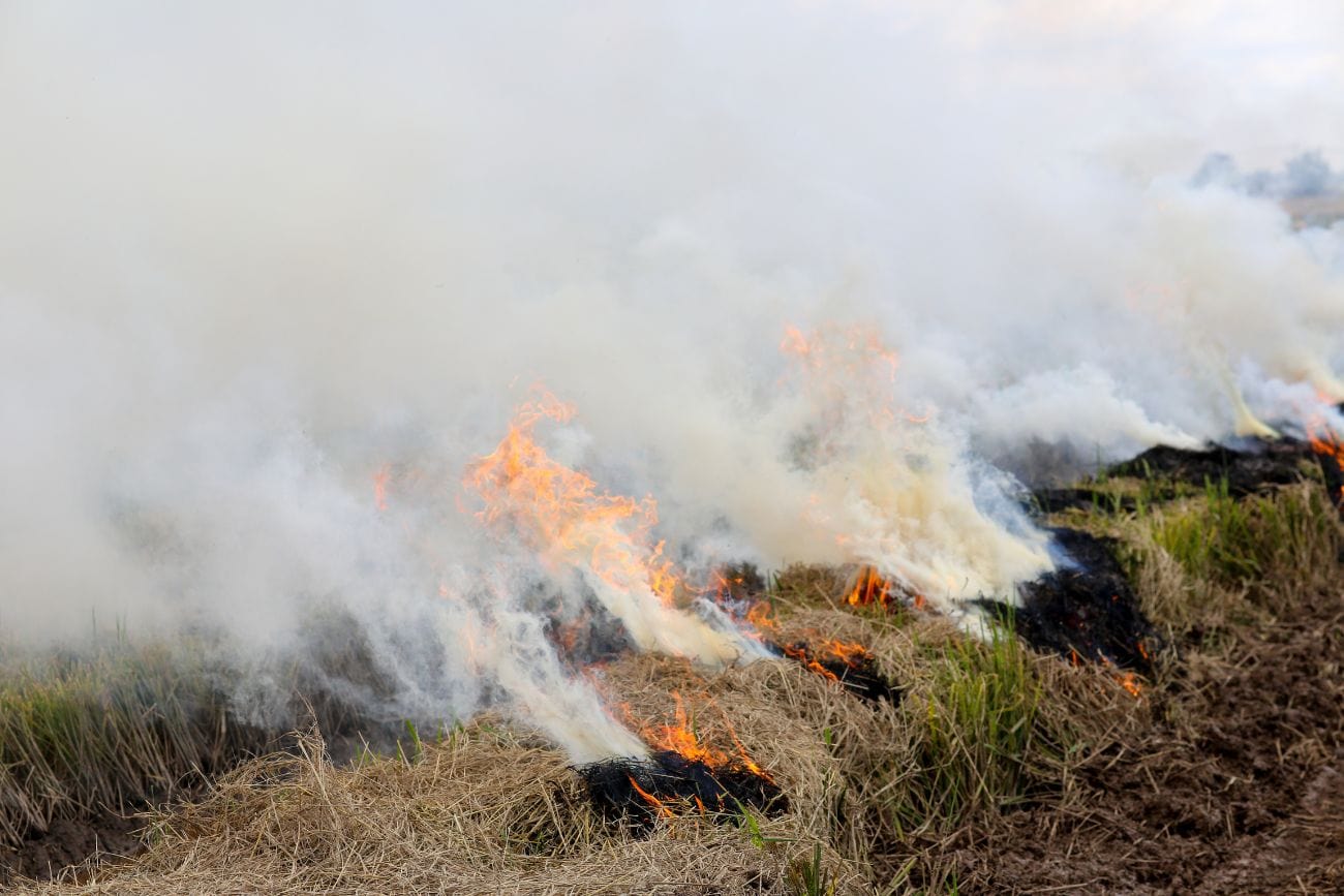 Worst Time To Visit Singapore: Tourist Advisories 3 Burning Straws Harvested Paddy Field